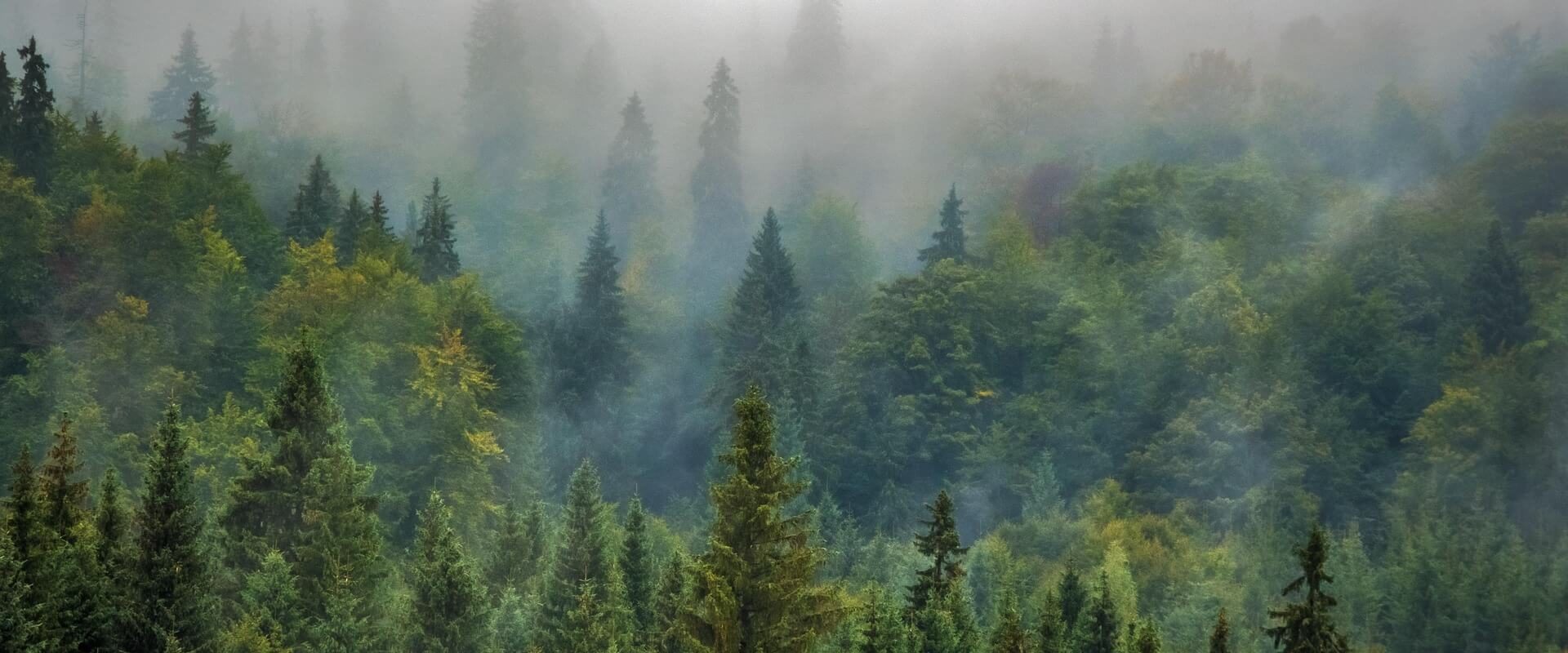 trees-975091_1920